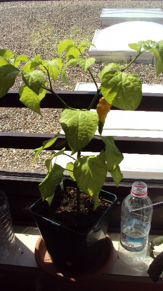 Fatalii_buro_060810_1.JPG