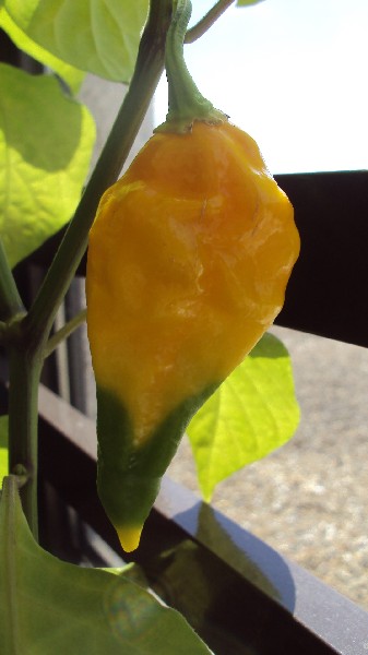 Fatalii_buro_060810_2.JPG