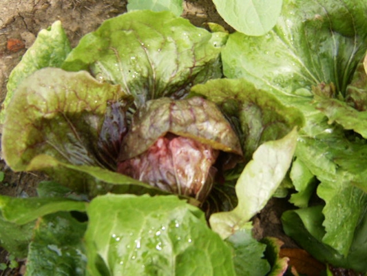 6 aout 2010 022.jpg