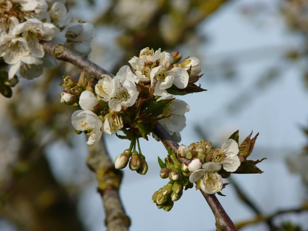 Bouquet de cerises