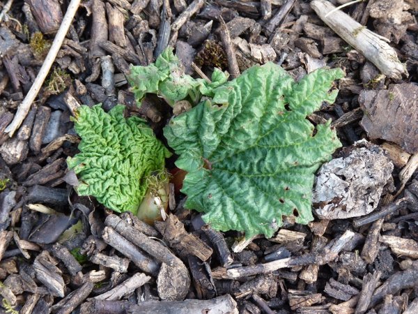 Rhubarbe