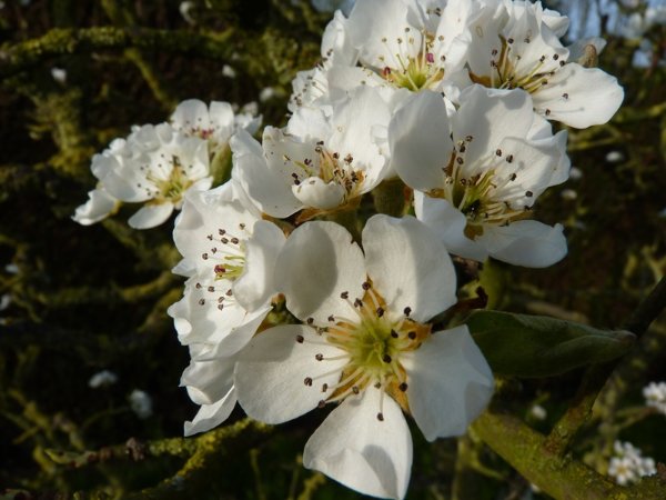Bouquet de poires