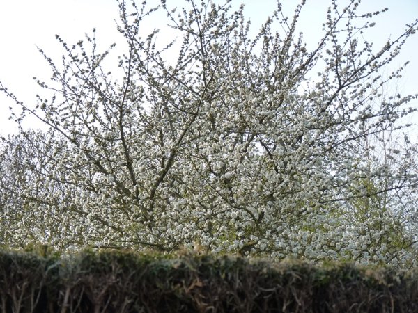 Cerisier du voisin en pleine floraison