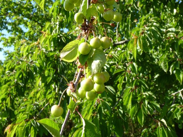 Cerises