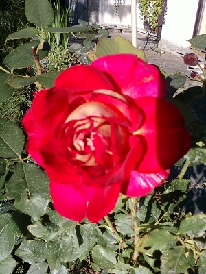 ROSE FACADE 2EME FLORAISON.jpg