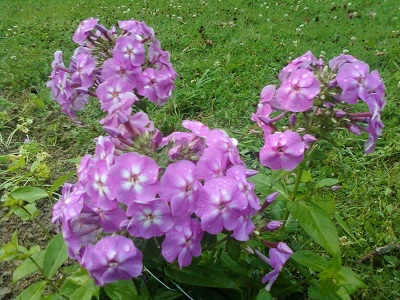 PHLOX.jpg