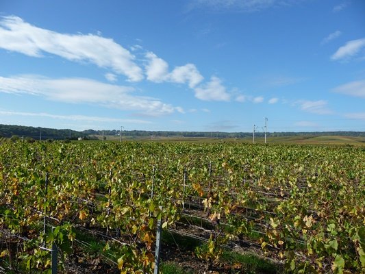 vignes en champagne