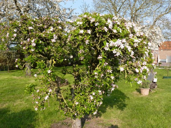 pommier