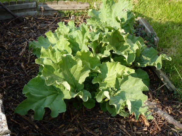 rhubarbe