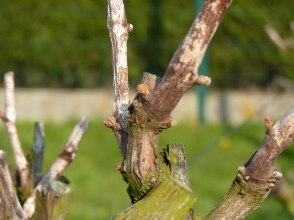 bourgeons grillés par le gel