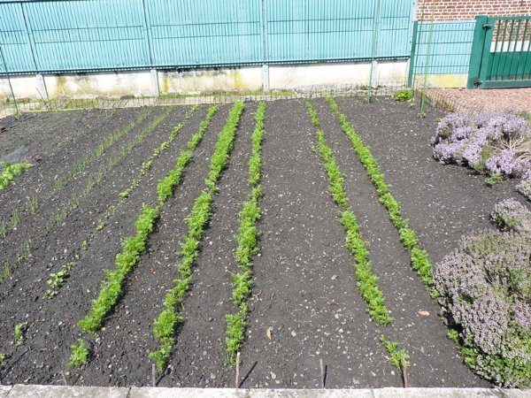 Carottes géantes de Tilques