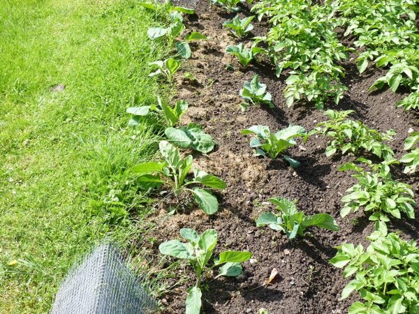 Choux de Bruxelles et de Milan