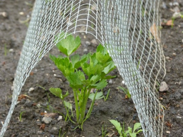 Céleri rave ou en boule et PdT, parc n°1