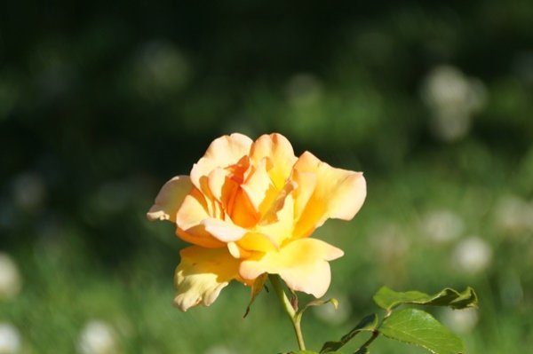 DSC01498.JPG