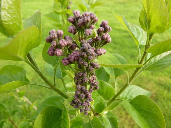 Lilas mauve