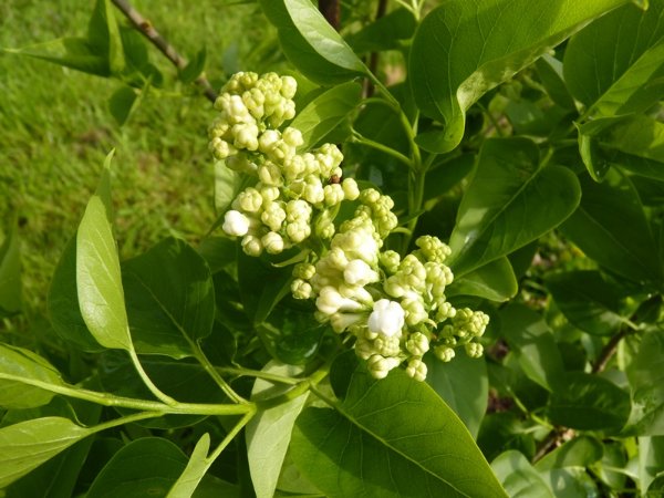 Lilas blanc