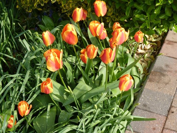 Tulipes