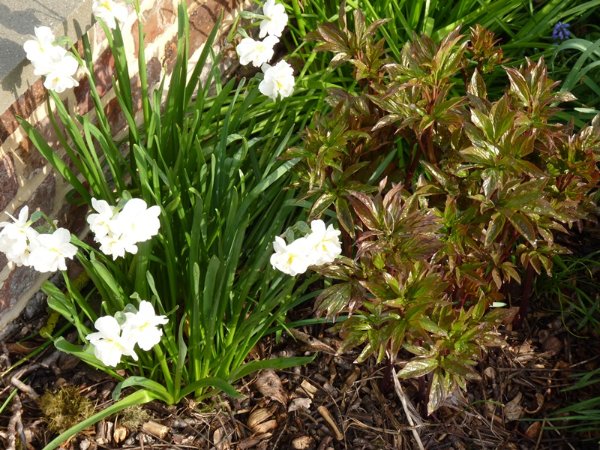 Narcisses et pivoine