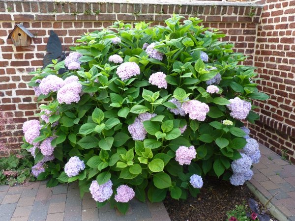 Hortensia