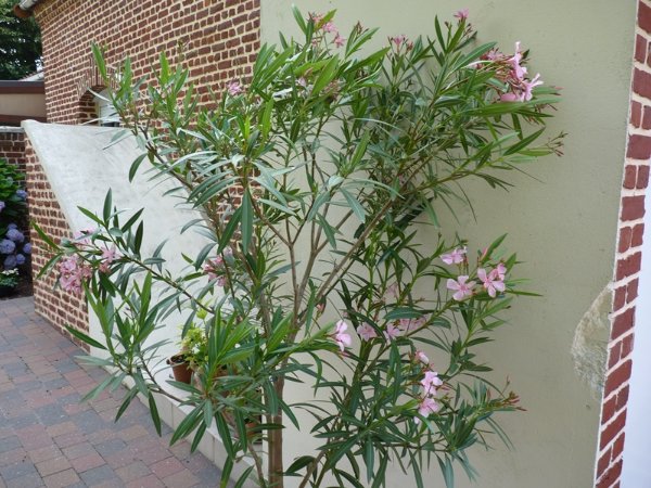 Laurier rose en pot