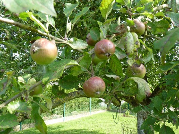Pommes Melrose