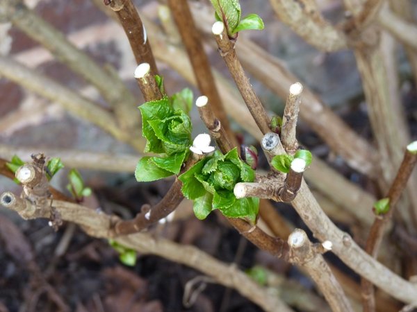 Bourgeons
