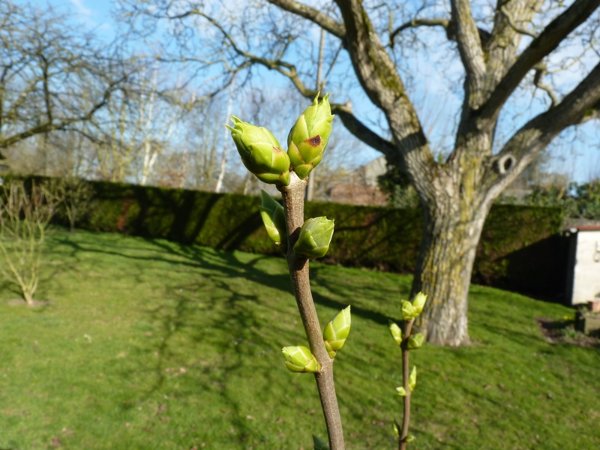 Bourgeons