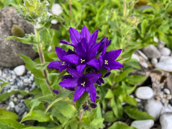 Campanule à fleurs agglomérées - JDN 2026