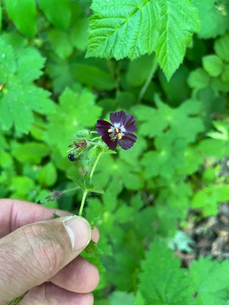 Géranium brun (Geranium phaeum)
