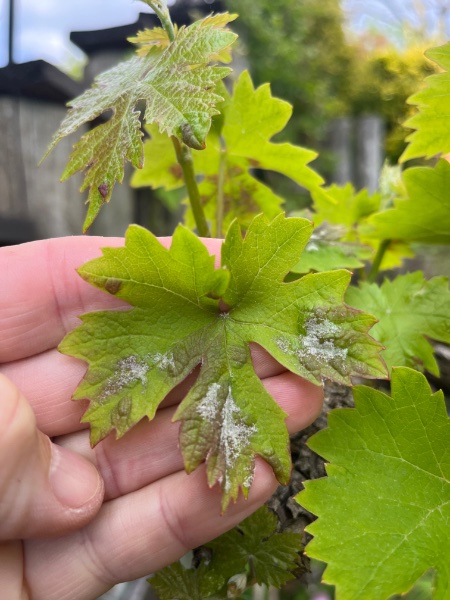 l’Oïdium de la vigne (maladie blanche) Recto
