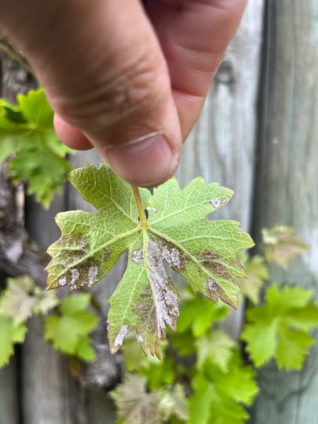 l’Oïdium de la vigne (maladie blanche) Verso