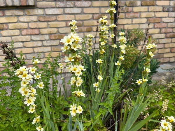 Sisyrinchium striatum.