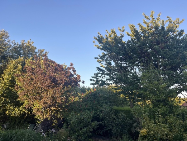 IMG_6593.jpeg