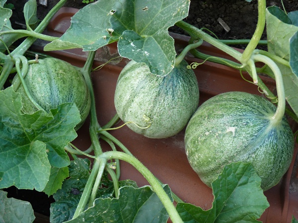 melons