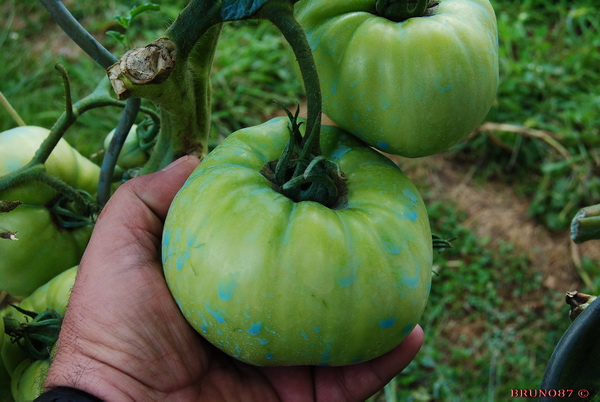Burple delicious 2w.jpg