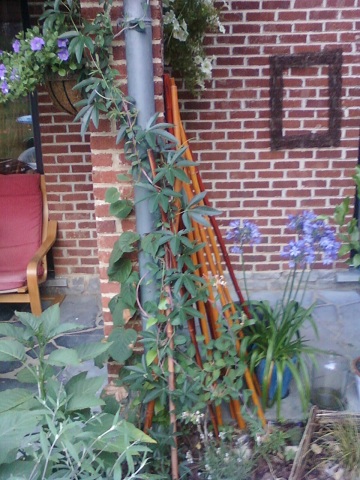 PASSIFLORE TERRASSE.jpg
