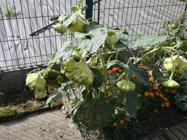 P1050360.JPG