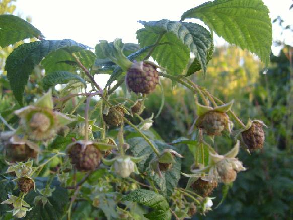 FRAMBOISES.JPG