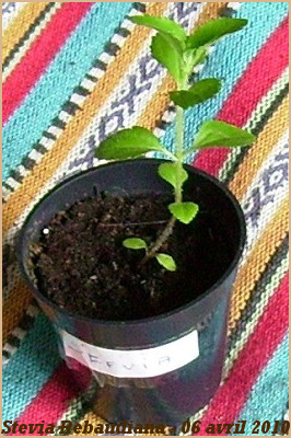 Stevia Rebaudiana - 06 avril 2010.jpg