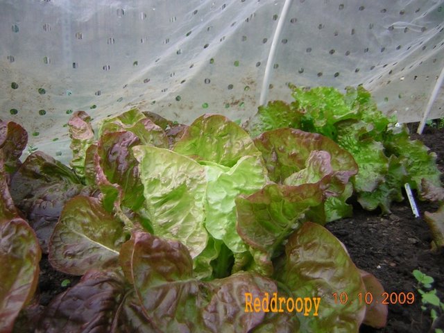 Merveille des 4 Saisons - Reddroopy
