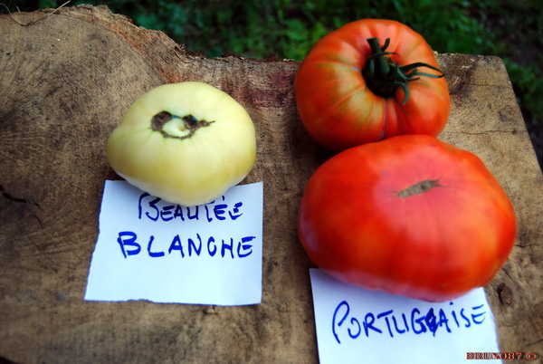 Portugaise et Beautée blanche 12.jpg