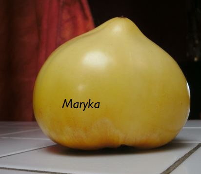 white potatof leaf (2).JPG
