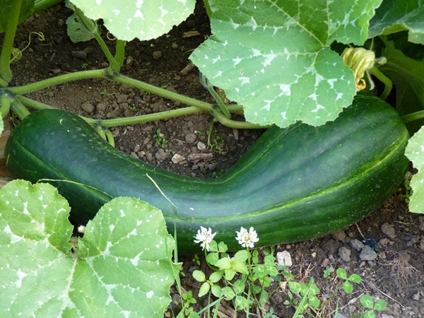 courge longue de Nice