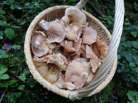 girolle pa,ier 27082010.jpg