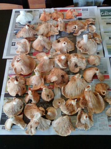 Cueillette Girolles 27082010.jpg