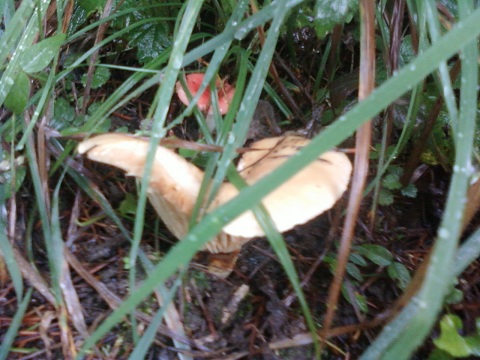 Girolle et russule jolie.jpg