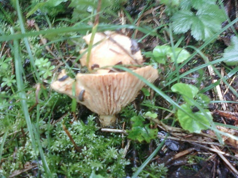 Girolle.jpg