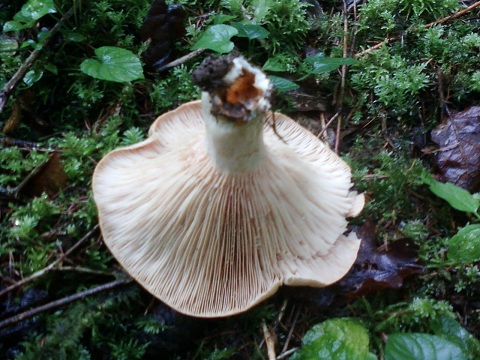 Girolle Hymenium.jpg