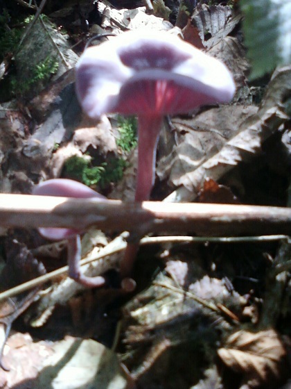 Laqué Améthyste 02092010.jpg