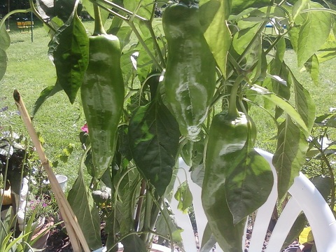 Piments 04092010.jpg